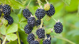 Les je plný černíc! Čierny zázrak by bolo škoda neobrať