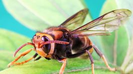 Francúzi objavili rastlinu požierajúcu ázijské sršne