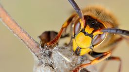 Kvíz: Au, to bolelo. Bodla vás včela či osa? Pozor, aj toto môže ohroziť váš život! Viete, ako zatočiť s otravným hmyzom?