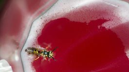 Čo platí na otravné osy? Vyrobte im falošné hniezdo