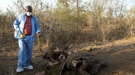 V Zambii sa rýchlo rozmáha pytliactvo