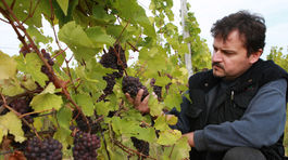 Slovensko súrne potrebuje nové vinice