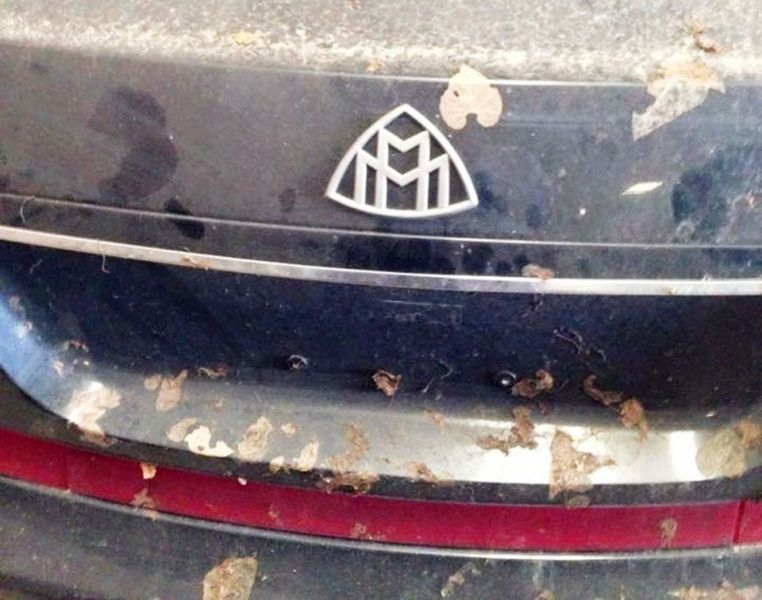 Miestna klíma týmto luxusným kúskom veru...