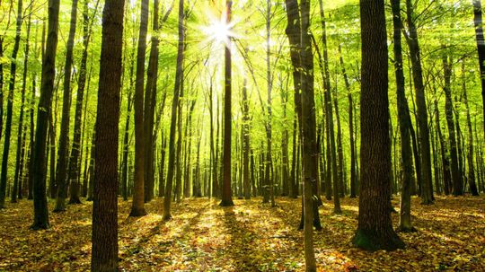 Ústavný súd odmietol sťažnosť Lesov SR v kauze Slanské lesy