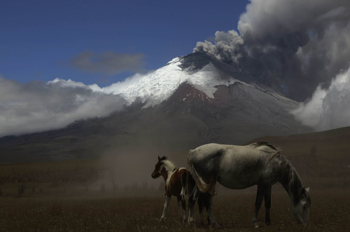 kone, vulkán, Cotopaxi