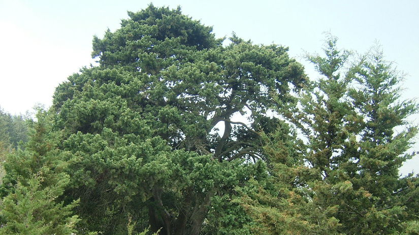 Cyprus, strom,