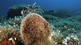 O poslednej Talianke, ktorá vie zbierať a tkať morský hodváb