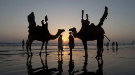 Ťavu pomenujú podľa svojho dieťaťa a potom ju pošlú do arény na drsný zápas