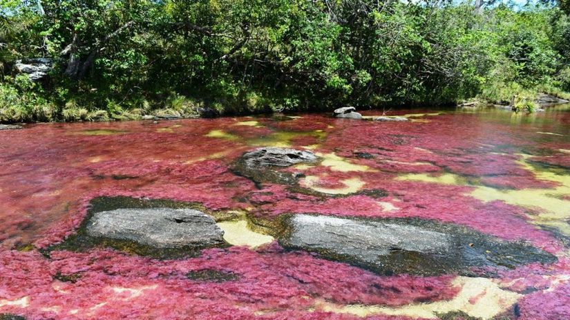 Caño Cristales hrá piatimi farbami. Ak má...