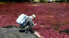 Caño Cristales, tekutá dúha ukrytá hlboko v pralese