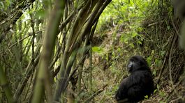 Gorily, Rwanda, národný park, prales
