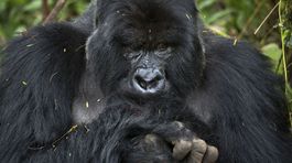Gorily, Rwanda, národný park, prales