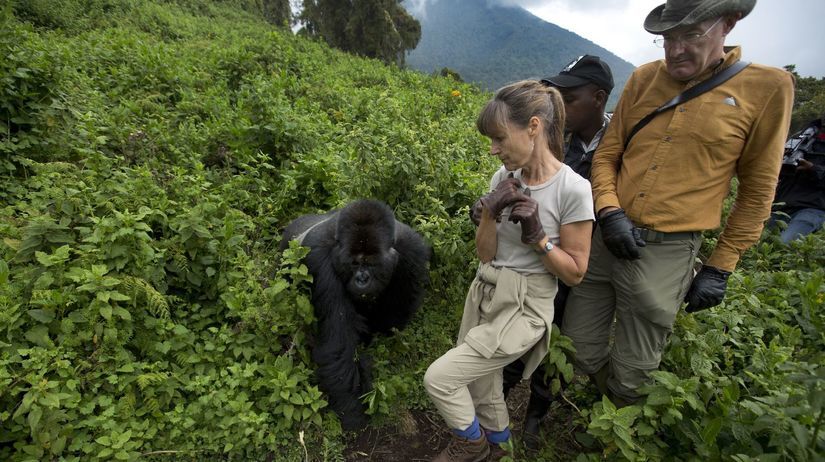 Gorily, Rwanda, národný park, prales