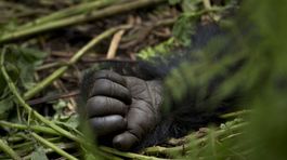 Gorily, Rwanda, národný park, prales