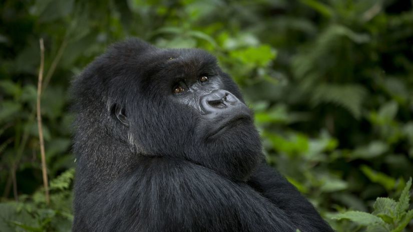 Gorily, Rwanda, národný park, prales