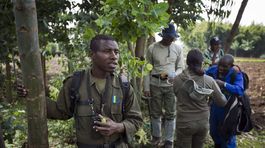 Gorily, Rwanda, národný park, prales