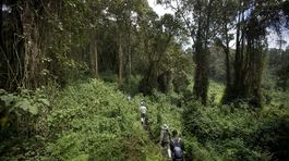 Gorily, Rwanda, národný park, prales