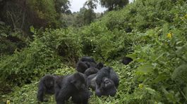 Gorily, Rwanda, národný park, prales