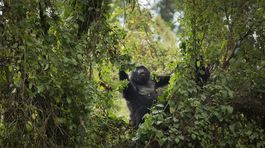 Gorily, Rwanda, národný park, prales