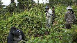 Gorily, Rwanda, národný park, prales