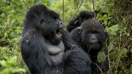 Gorily, Rwanda, národný park, prales