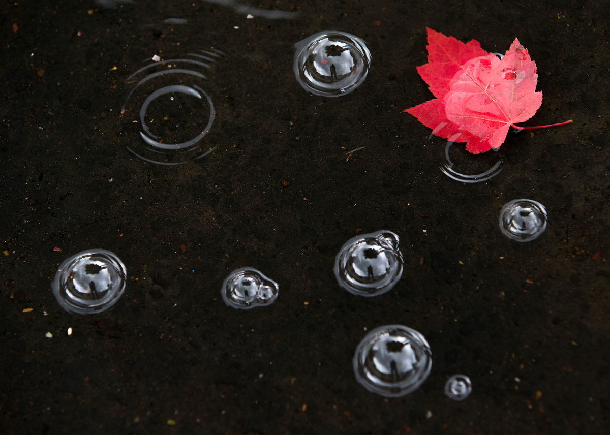 jeseň, list, javor, mláka, dážď, bublinky, bubliny, mokro, voda, chodník