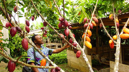 Bude svet bez čokolády?