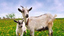 Kozí syr sa vracia do slovenskej kuchyne