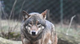 Vlci na Poľane ohrozujú jelene