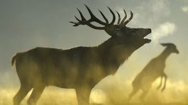 Poľovníci upozorňujú, že zber parožia je nelegálny