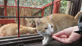 Cítite sa osamelí? Príďte si adoptovať zviera z útulku