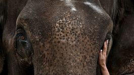 Pytliaci v Zimbabwe otrávili kyanidom vyše 22 slonov