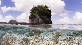 Teplá voda ničí koralové útesy