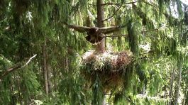 Orlica Anička už letí Afrikou 