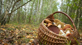 Huby: Najsilnejšie liečivá planéty priamo z lesa!