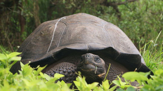 Uhynula najstaršia obyvateľka viedenskej zoo, korytnačka Schurli sa dožila 130 rokov 