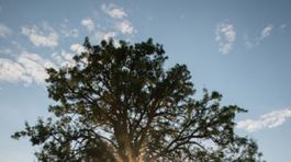 Bošácka hruška skončila tretia v európskej súťaži