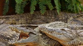 Povodne v Peru si vyžiadali už 50 obetí, zo ZOO ušli aligátory