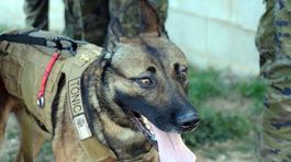 Pes v Rusku zastrelil muža na poľovačke