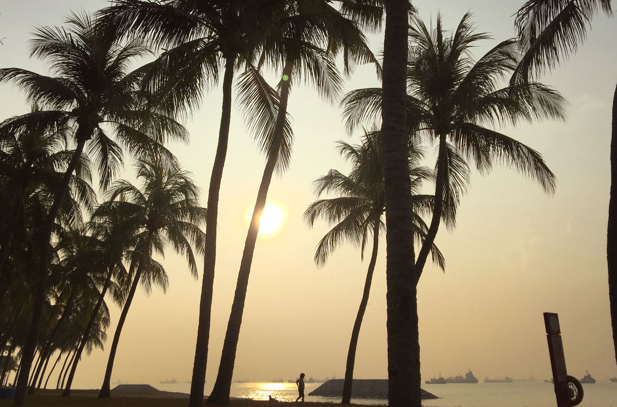 Singapur, palmy, pláž, more, slnko, dovolenka, východ slnka, západ slnka,