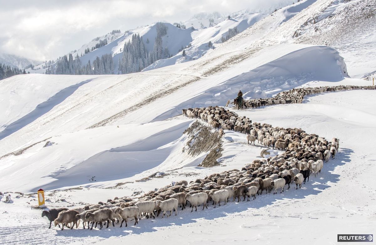Čína, Kazachstan, hory, zima, kozy, pasenie, sneh