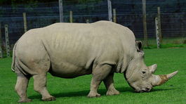 Zimbabwe kvôli pytliakom odstráni rohy 700 nosorožcom