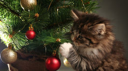 Mačiatko k Vianociam? Zvážte to: 4 znaky, že nie ste pripravená