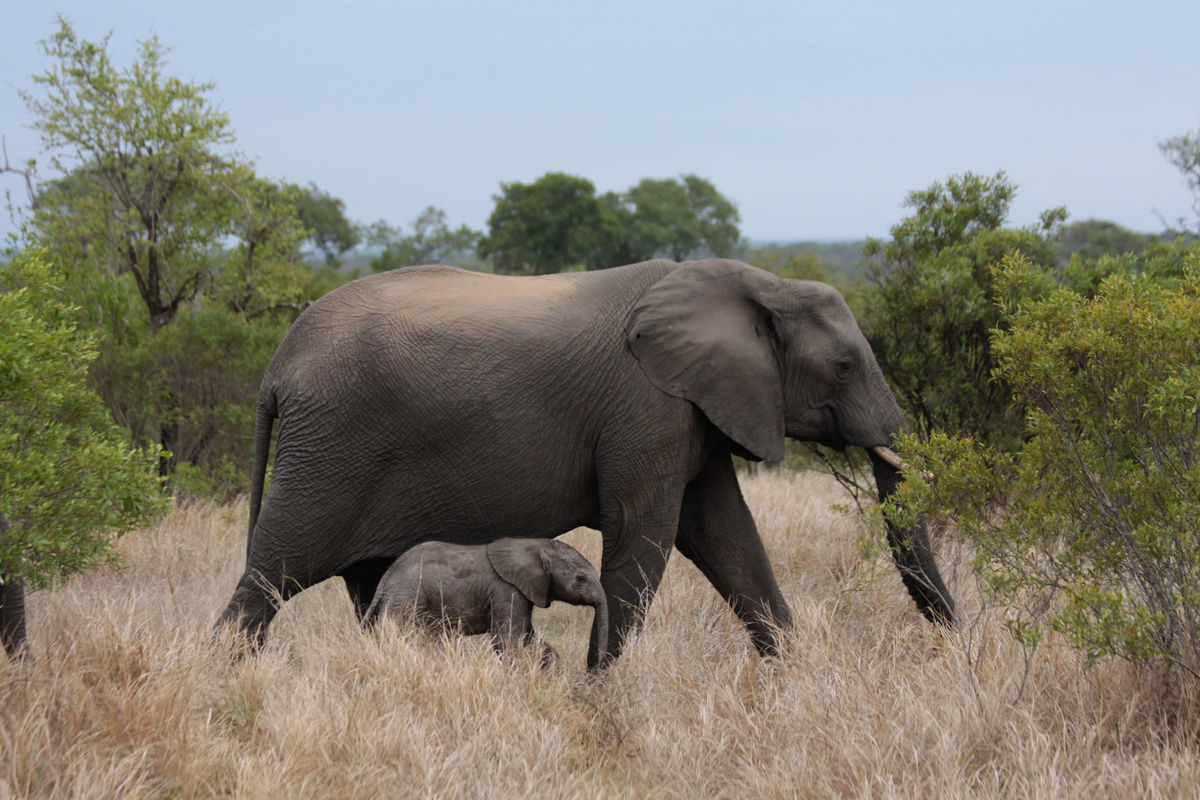 slon, sloníča, matka slonica, mláďa