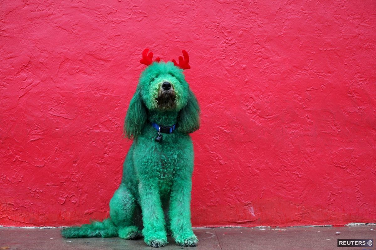 USA, Thanksgiving day, Deň vďakyvzdania, pes, zelený pes, červená stena