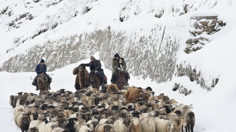 Kazašskí pastieri ženú svoje ovce a kozy cez...