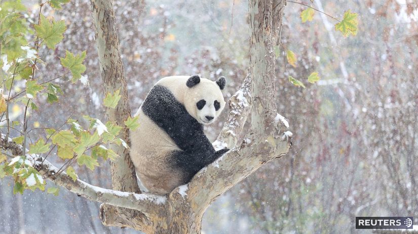 Panda na strome obdivuje prvý sneh v čínskej...