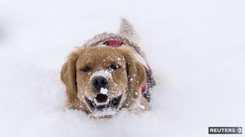Pes sa teší zo snehovej nádielky v...