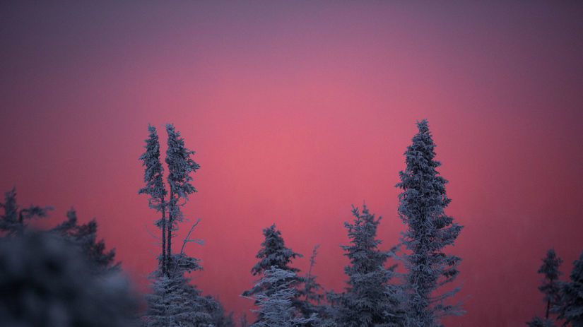 Maine, zima, stromy, červené nebo, sneh, les