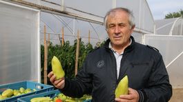 tanislav Becík, paprika